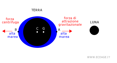 l'effetto della forza centrifuga e della forza gravitazionale
