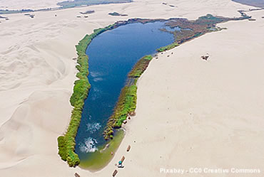 un esempio di ecosistema: l'oasi nel deserto